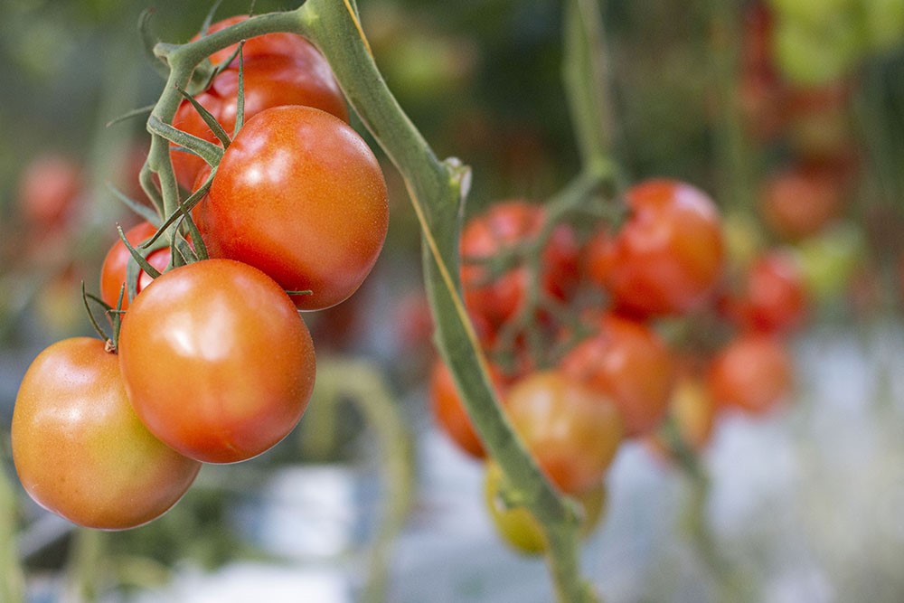 tomater på planta